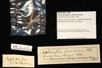 Media type: image;   Invertebrate Zoology OPH-1149